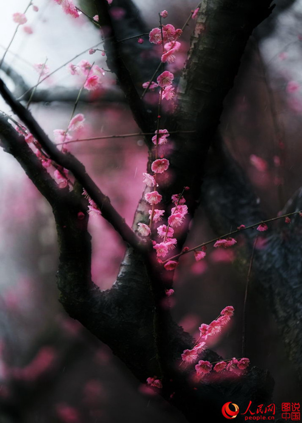 “???? ??? ??? ??? ?? ???”