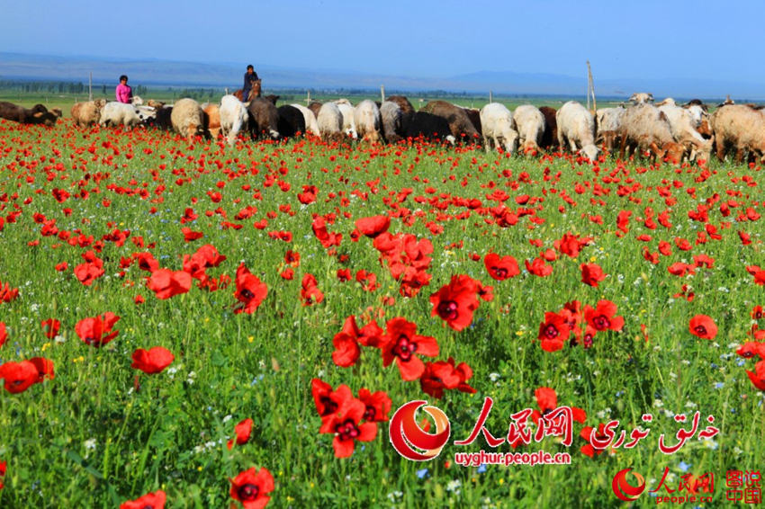 ??(新疆), ??? ??? ???? ????? ?