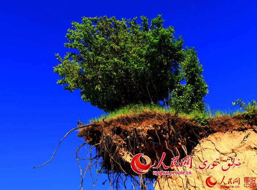 ??(新疆), ??? ??? ???? ????? ?