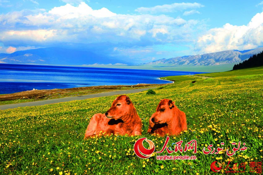 ??(新疆), ??? ??? ???? ????? ?