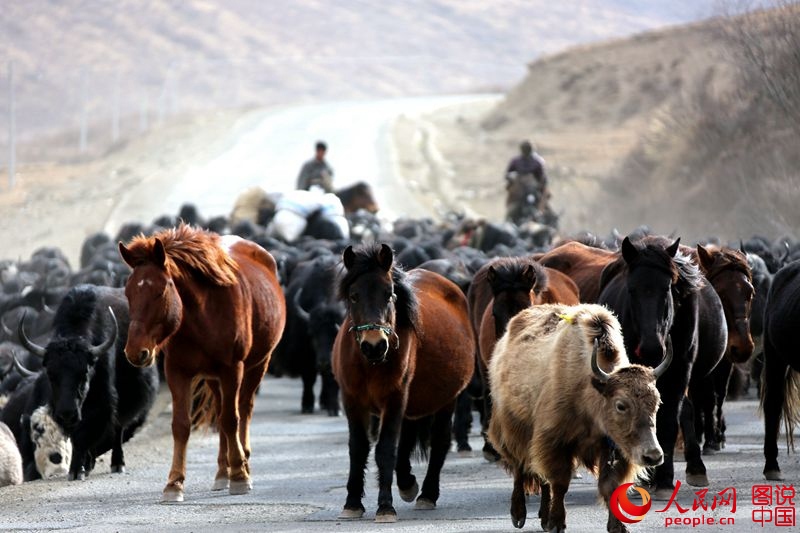 ‘??? ??’ ????? ?? ??(阿壩)