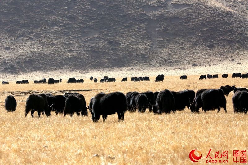 ‘??? ??’ ????? ?? ??(阿壩)