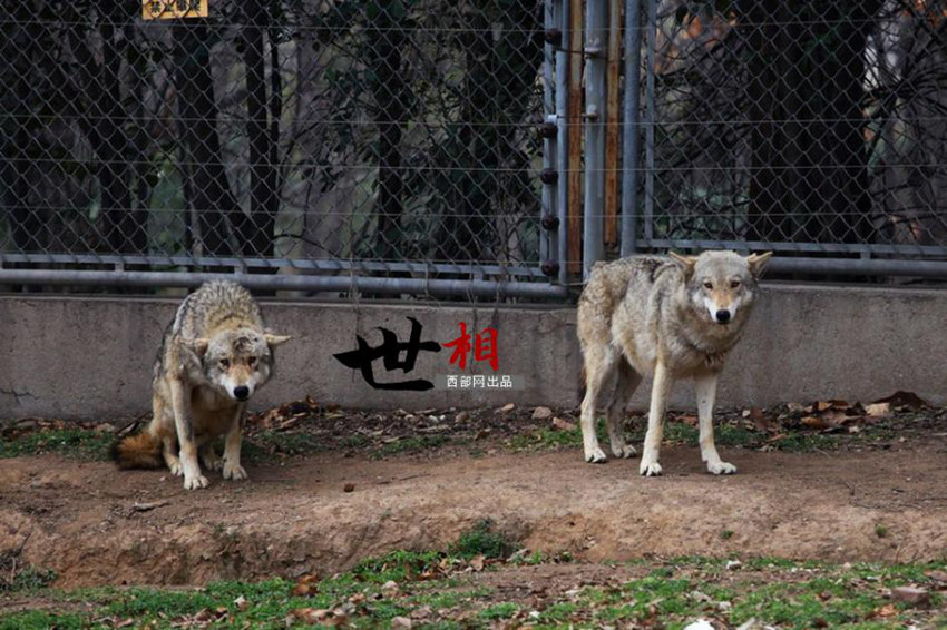 ??(陝西) ??(秦嶺) ??? ?? ???