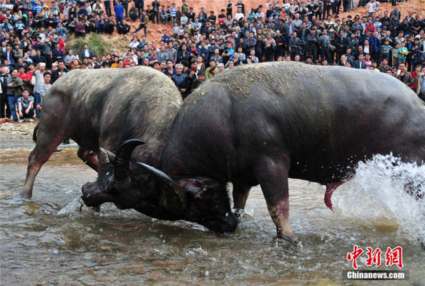 ??(廣西) ‘??? ??’ ?? ?? ??? ????