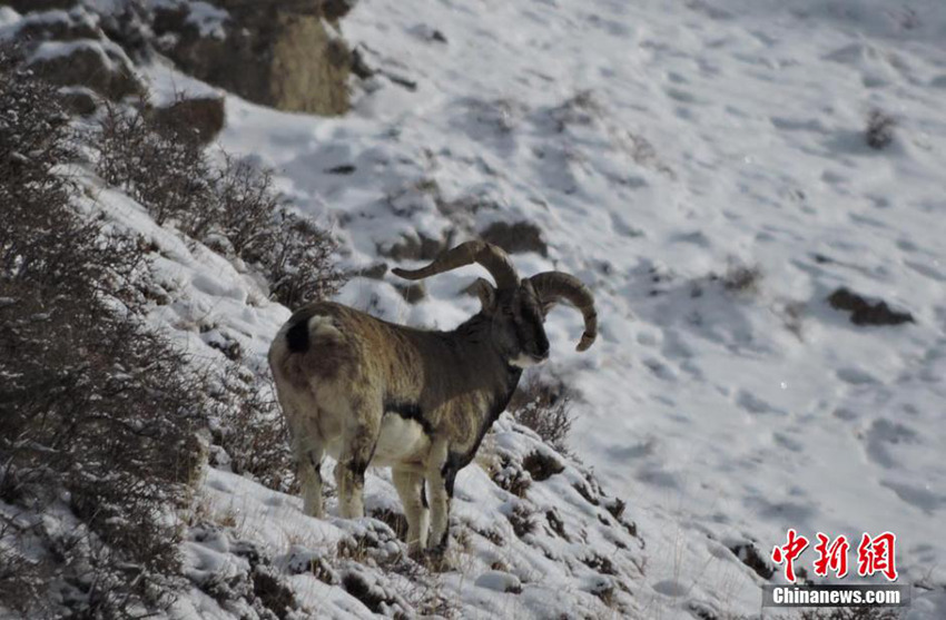 ??? ??? ??? ??????, ???? ‘??’