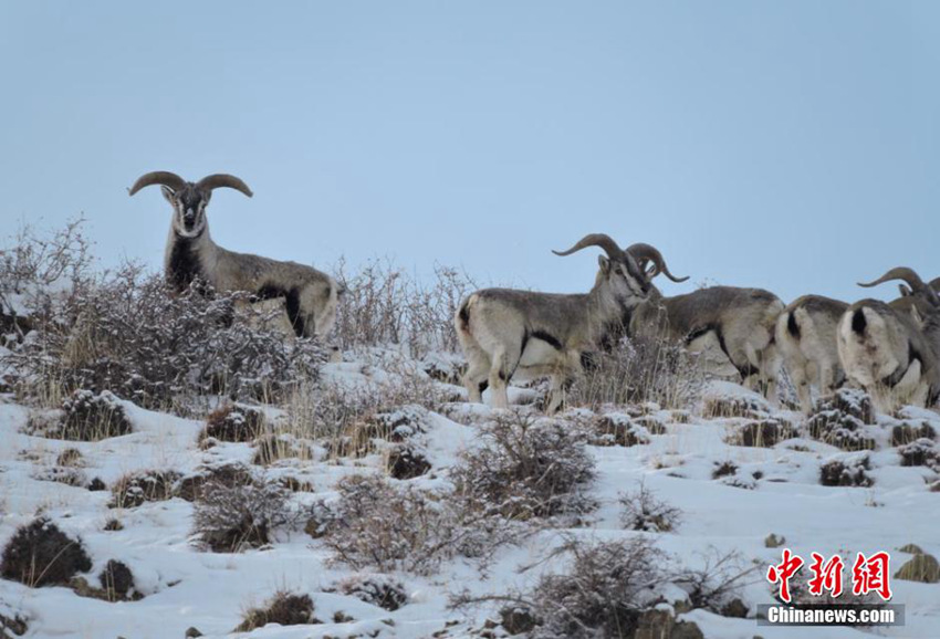 ??? ??? ??? ??????, ???? ‘??’