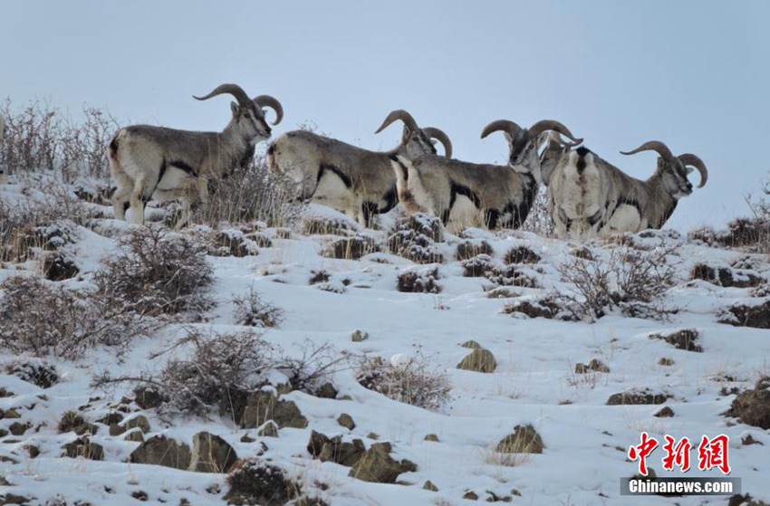 ??? ??? ??? ??????, ???? ‘??’