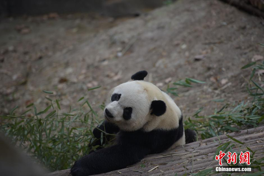 ??, ???? ?? ?? ?? ‘??(蜀蓉)’ ?? 