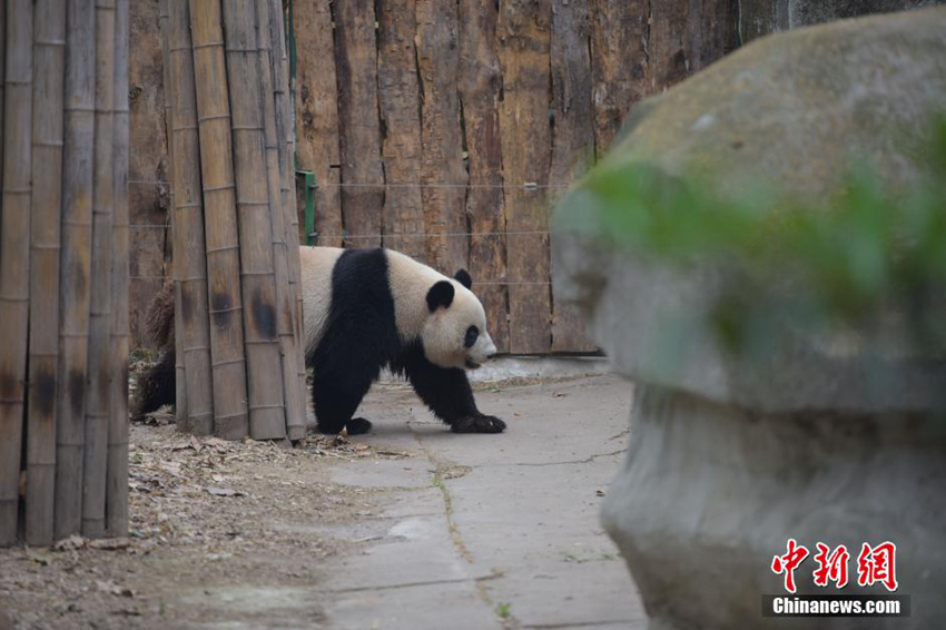 ??, ???? ?? ?? ?? ‘??(蜀蓉)’ ?? 