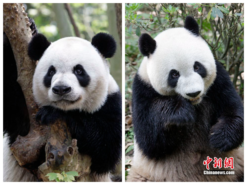 ??, ???? ?? ?? ?? ‘??(蜀蓉)’ ?? 