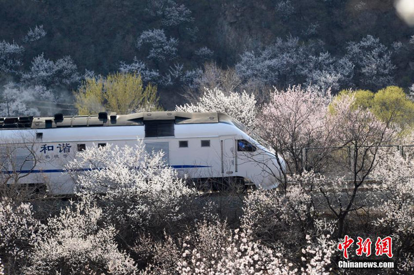 ?? ??? ?? ‘??? ?? ??’, ???(和諧號)