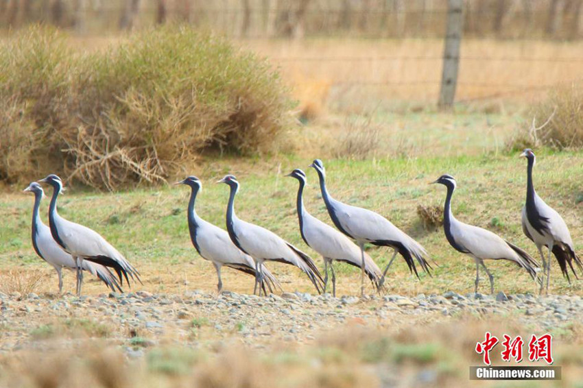 ??(新疆) ???(哈巴河)?? ?? ????? 