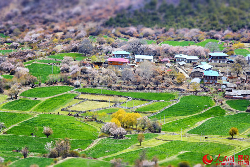 ???? ??(林芝)??, ?? ??? ??? ??? ?? 