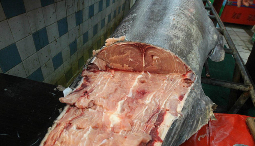 ??? ??, 310kg ??? ??? ?? ??? ??