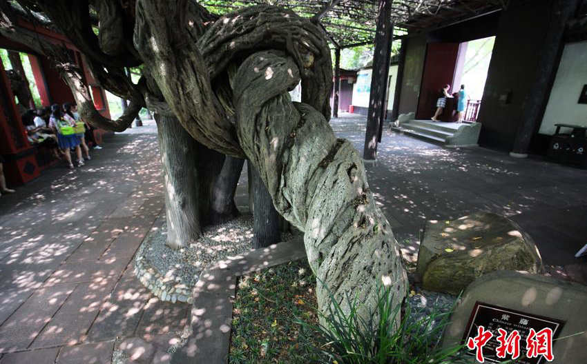 100? ? ??? 100m ?? ???, ??? ?? 500?