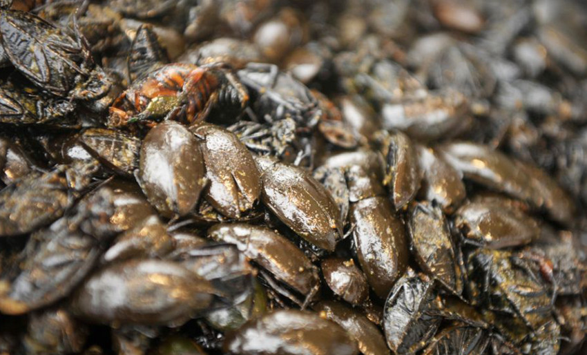 ?? ??? ??, ‘???’ ? ??? ?? ??