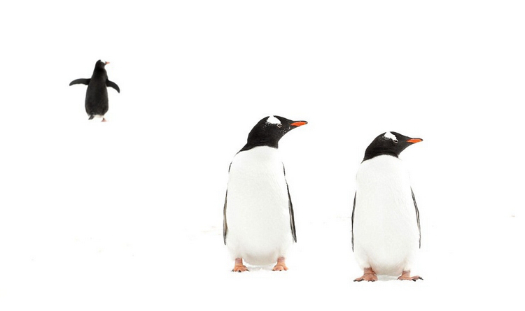 ?? 2015 ???????? ??? ??