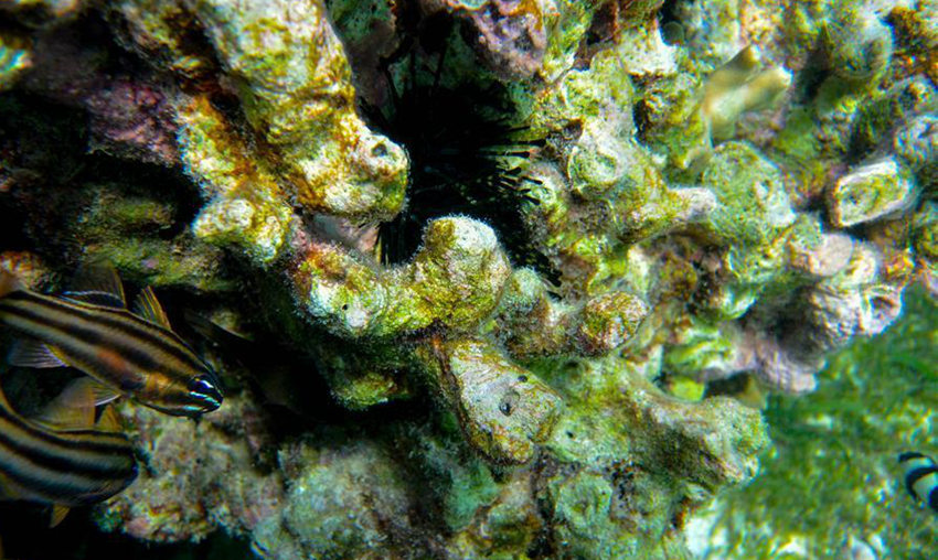 ???? ??? ???? ??? ???(七連嶼) ??