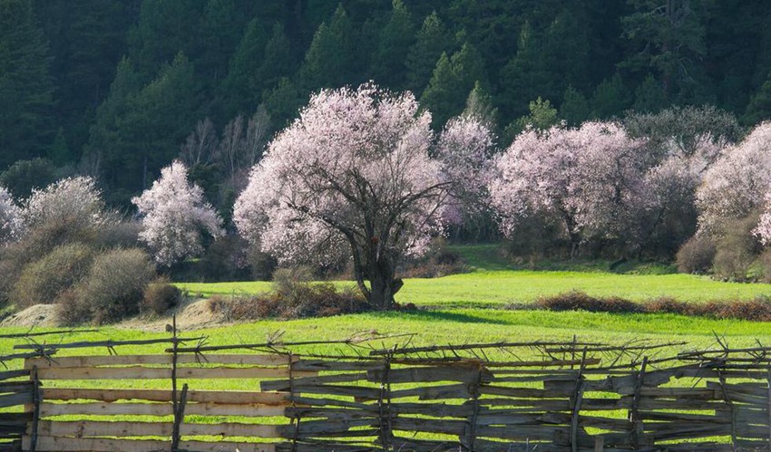 ??? ? ??? ?? ??, ‘????’ ?? ??