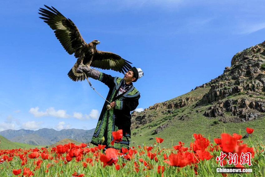 圖為一名哈薩克族牧民擎著鷹在紅花中。? ????(哈薩克族) ??? ?? ????? ? ? ??? ?? ? ?? ??