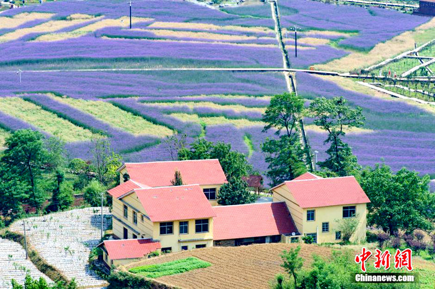 ???? ??? 81? ??? ???? ‘?? ?’