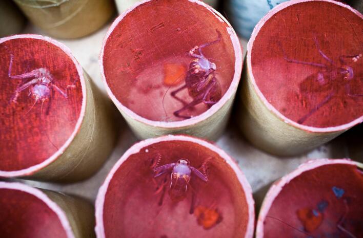 ‘???? ??’ ???? ??, ?? ?? ??