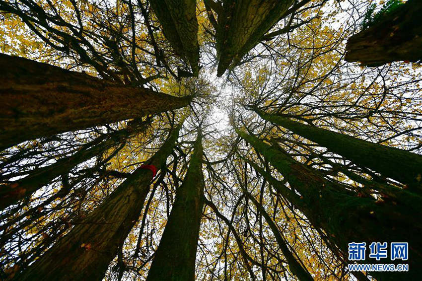 ??? ??? ??? 1500? ????