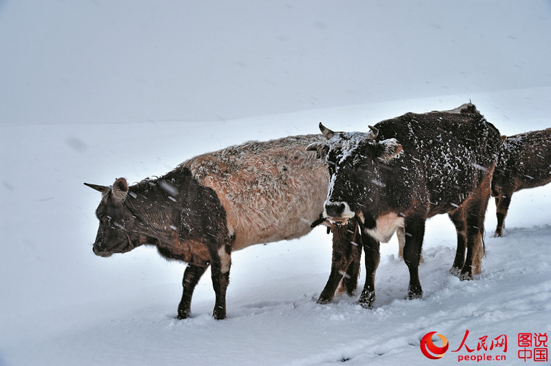 ?? ??? ??, ? ??? ????