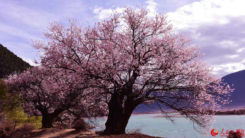 ?? ??? ??? ?, ????? ??? ??