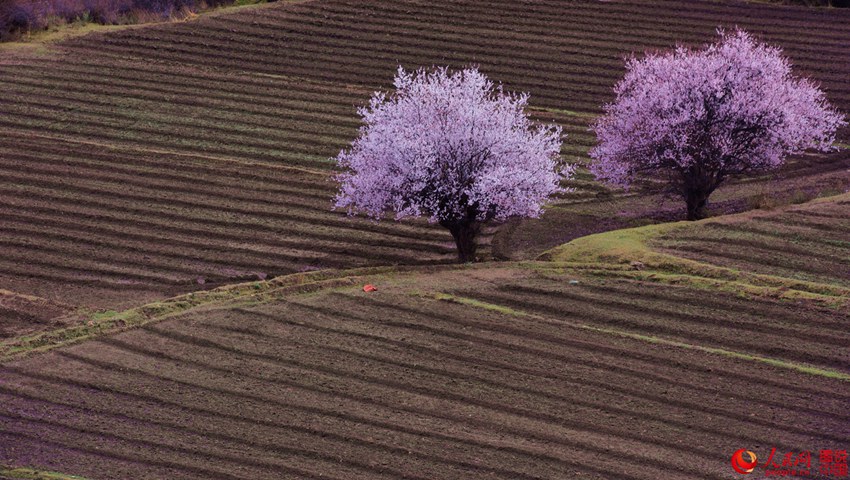 ?? ??? ??? ?, ????? ??? ??