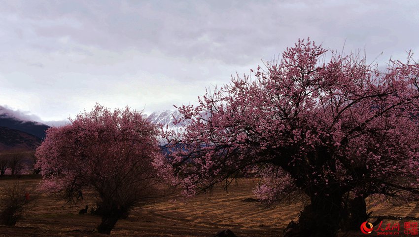 ?? ??? ??? ?, ????? ??? ??