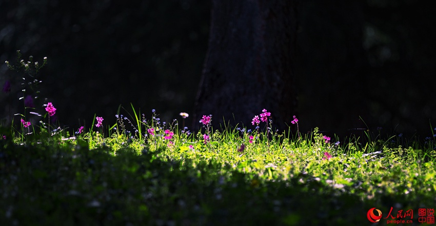 ???? ??? ??? ??, ?? ?????