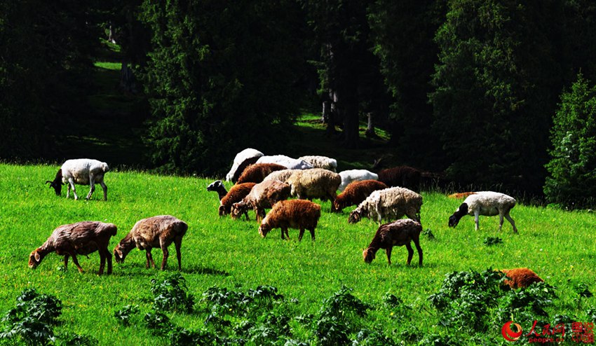 ???? ??? ??? ??, ?? ?????