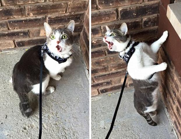 ????? ‘?’ ??, ??? ?? ??