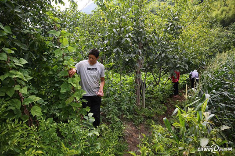 ?? ?? ??? ?? 36? 男, ???? ‘2m 13cm ??’