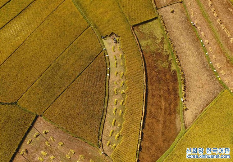 ?? ?? ?? ?? ??, ‘??? ?’