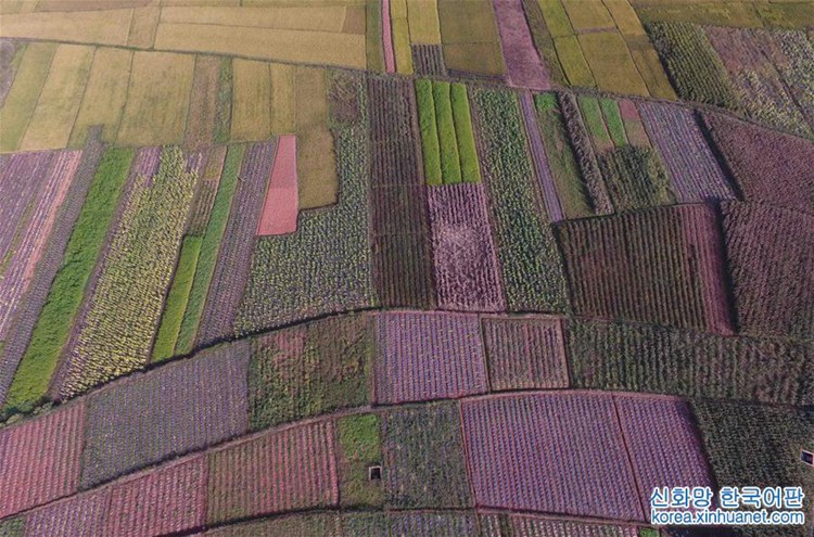 ?? ?? ?? ?? ??, ‘??? ?’