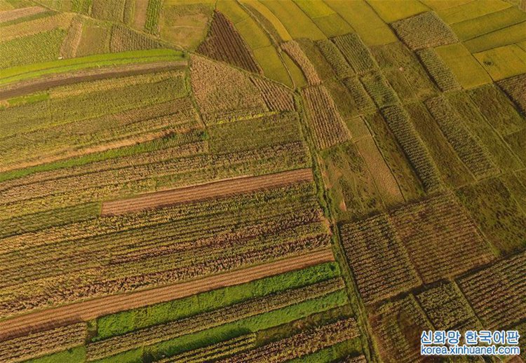 ?? ?? ?? ?? ??, ‘??? ?’