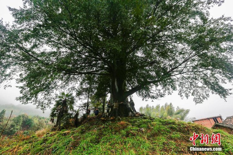 ???? ??, ???? ??? 1000? ? ‘??’