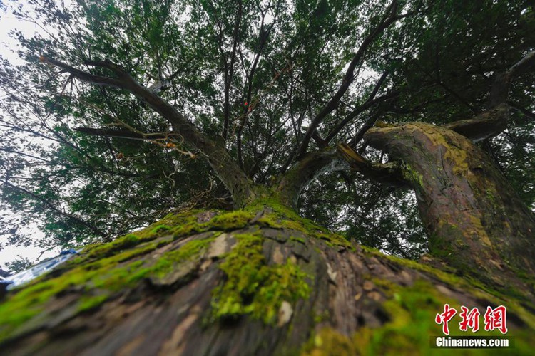 ???? ??, ???? ??? 1000? ? ‘??’