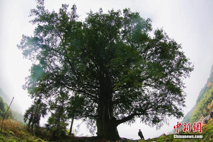 ???? ??, ???? ??? 1000? ? ‘??’