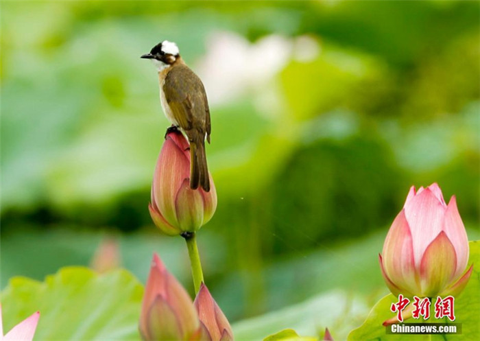 ?? ?? ?? '??? ??' ??? ??? ??