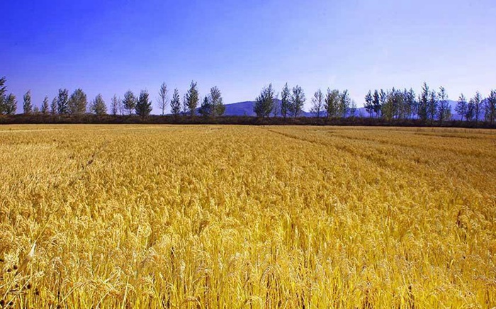 ???? ??? ?? ??? ?? ??, ?? ??? ?? ‘???’