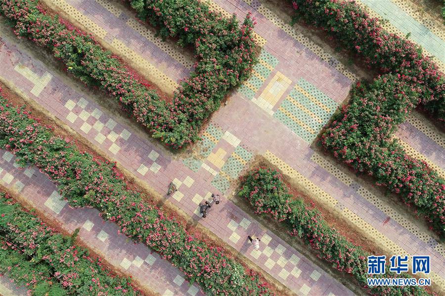 ????? ???(柏鄉)? ???(柏糧)??? ‘?? ??’? ???? ??. [?? ??: ???]