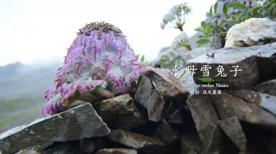 ???(雪兎子). ?? ?? ??? ???? ???? ? ?? 