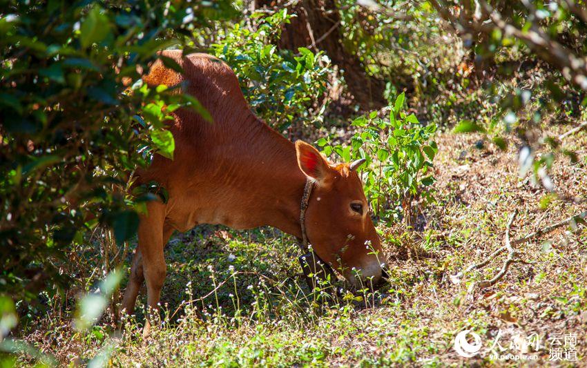 ???? ??? ? [?? ??: ???]