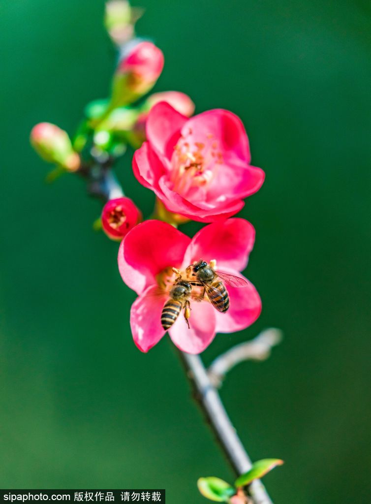 [2? 13? ??/?? ??: Sipaphoto]