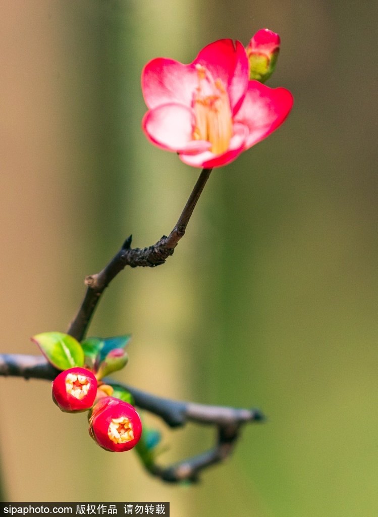 [2? 13? ??/?? ??: Sipaphoto]