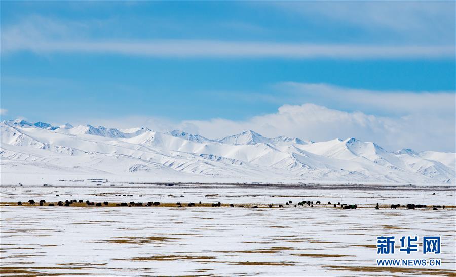 ??(西藏) ??(當雄)? ?? [3? 1? ??/?? ??: ???]