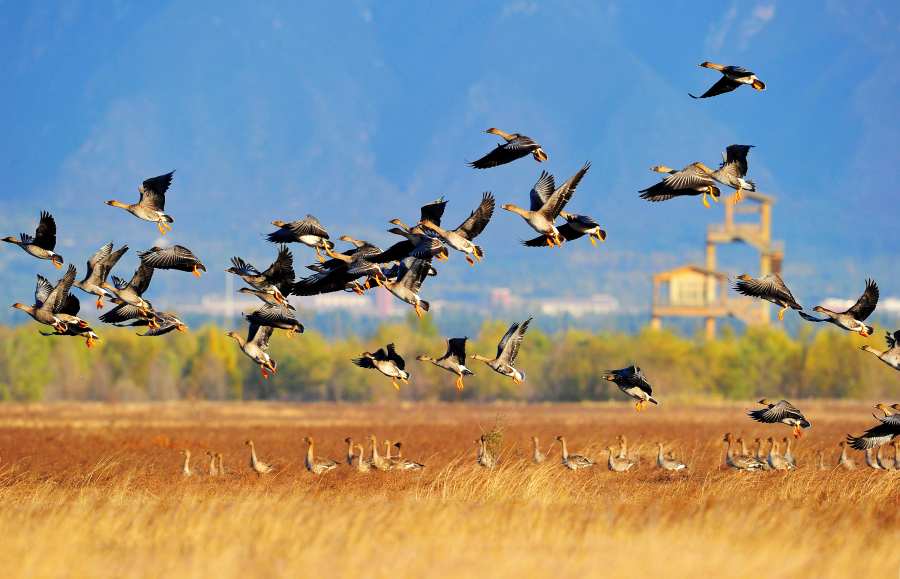 ??? ?????? [?? ??: ???/??: ?????(肖懷民)]